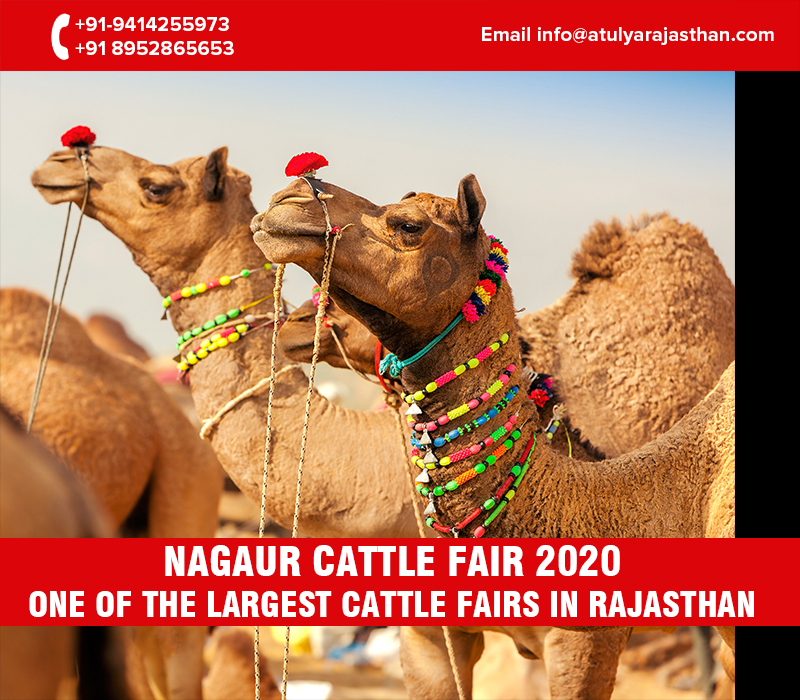 Nagaur Cattle Fair 2020- Enjoy the grand revelry of Rajasthan